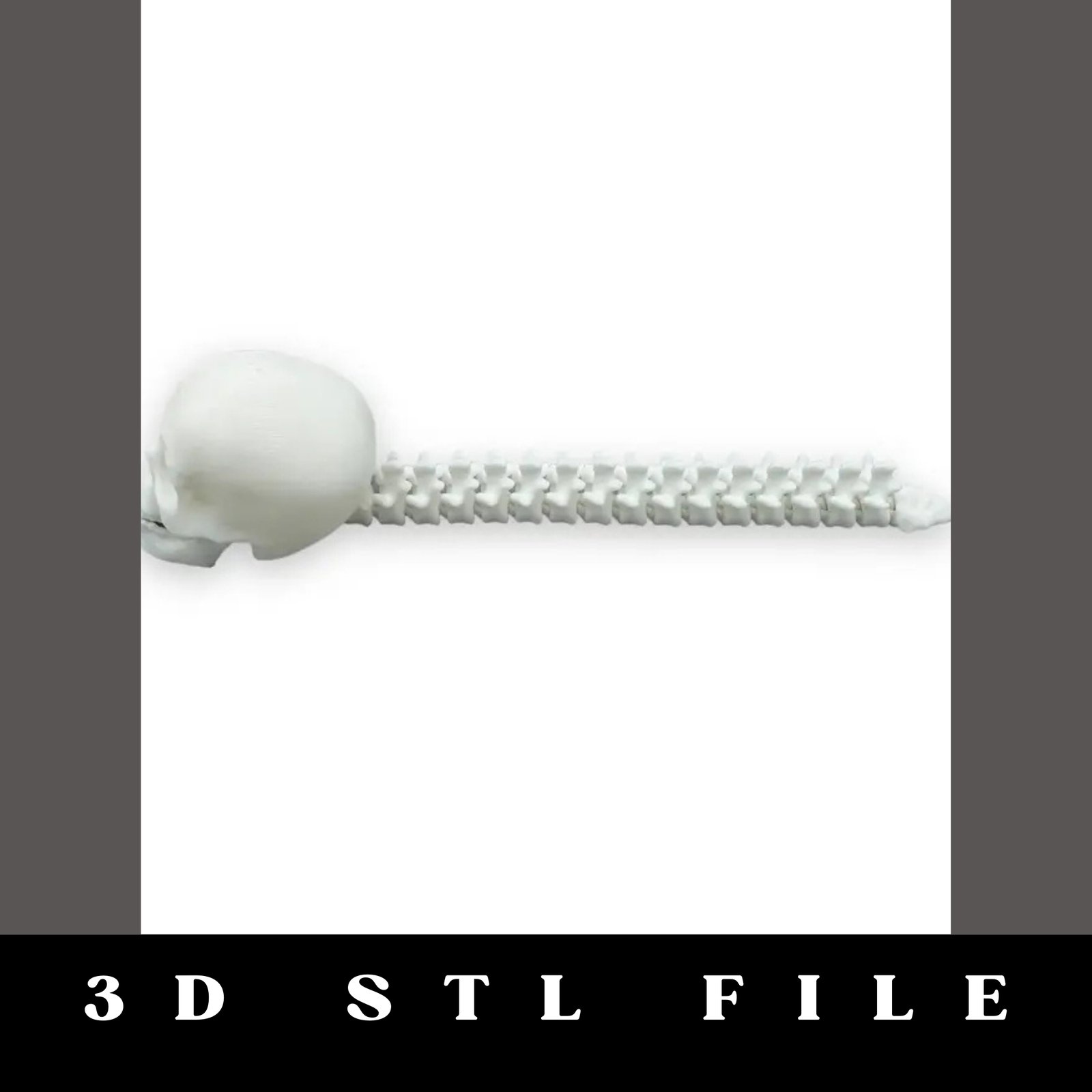 Articulating Skull and Spine STL File - Image 2