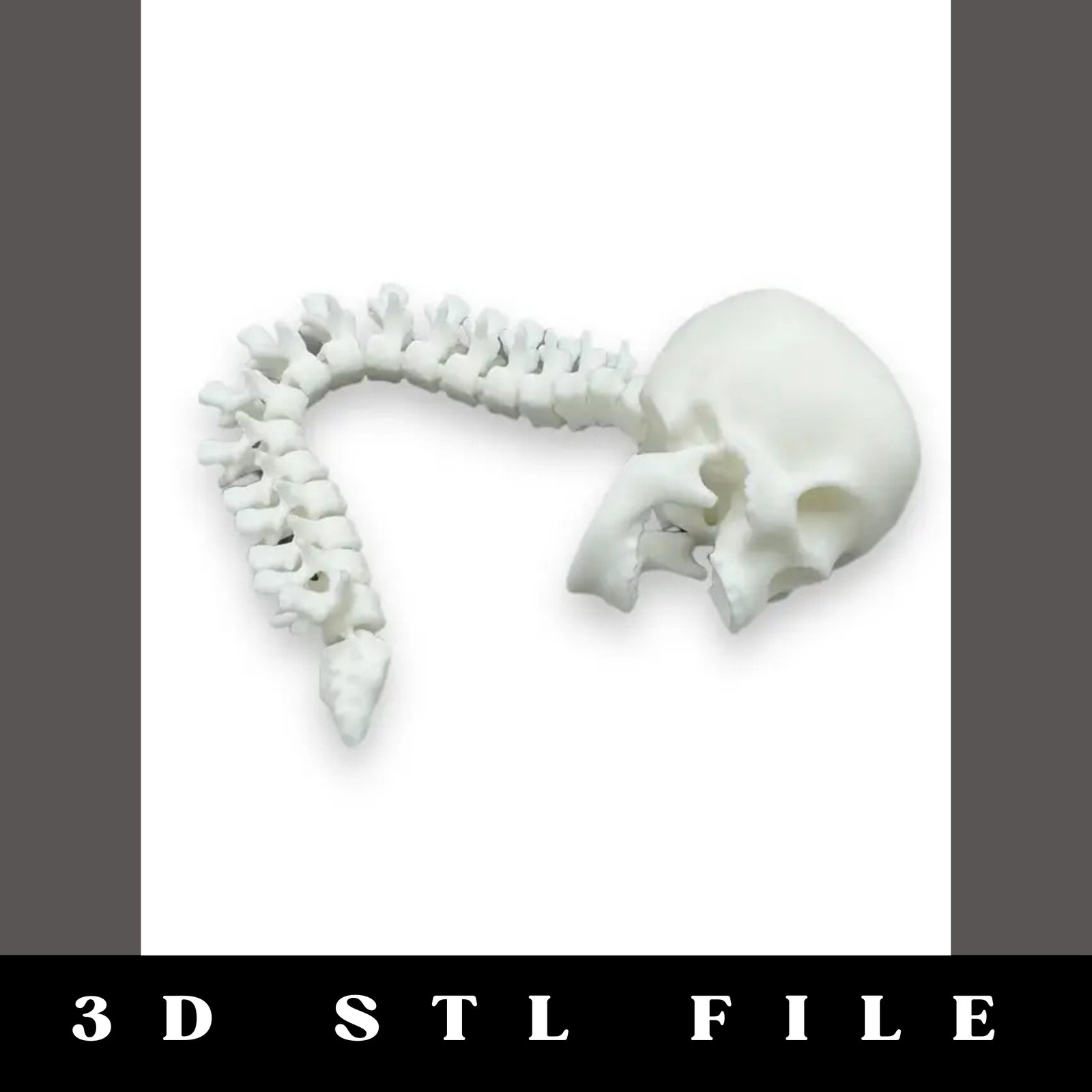 Articulating Skull and Spine STL File - Image 3