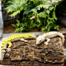 Articulated Leopard Gecko STL file